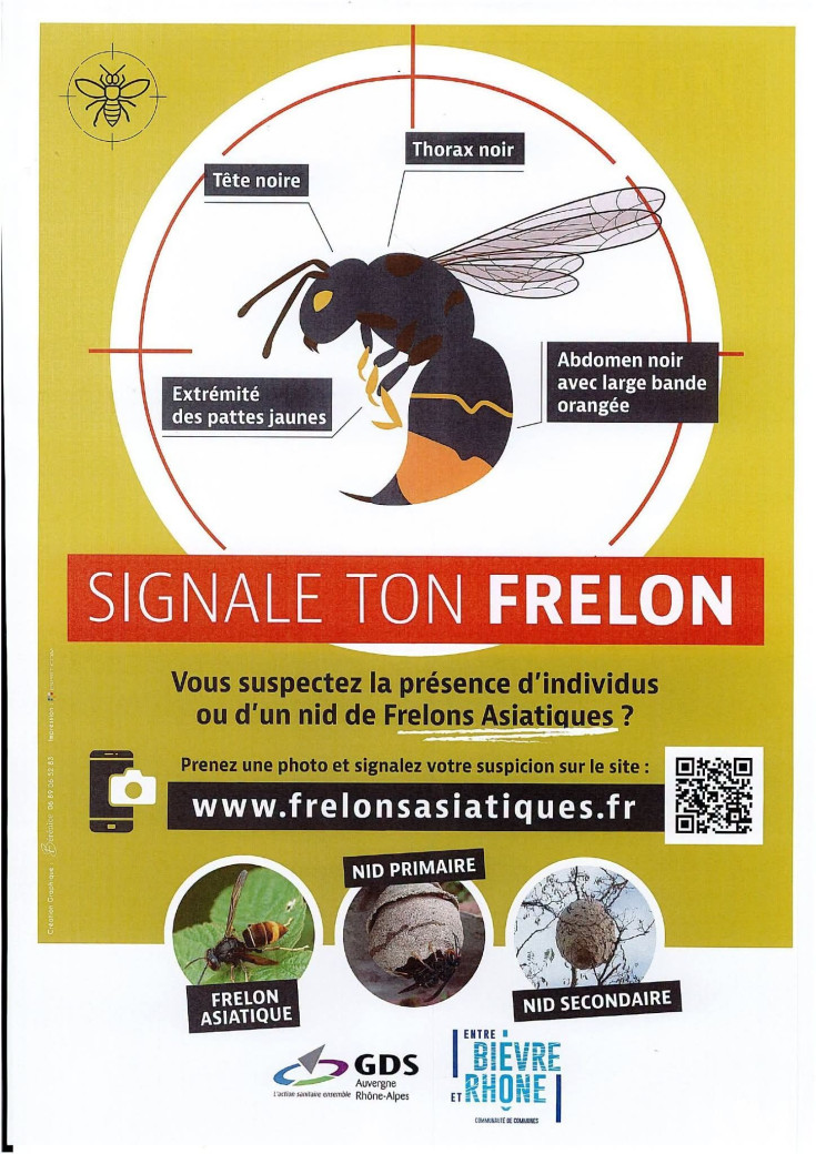 affiche luttre contre le frelon asiatique